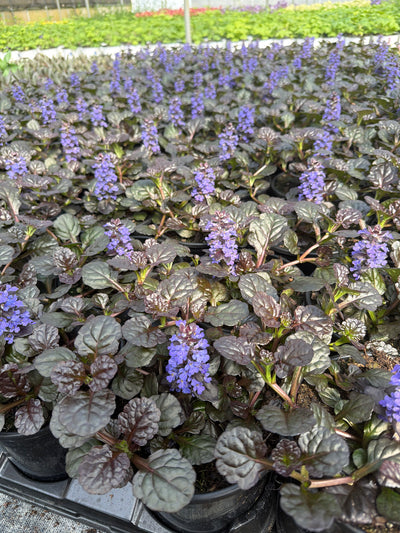 Ajuga Bugleweed Black Scallop - 6" Perennial