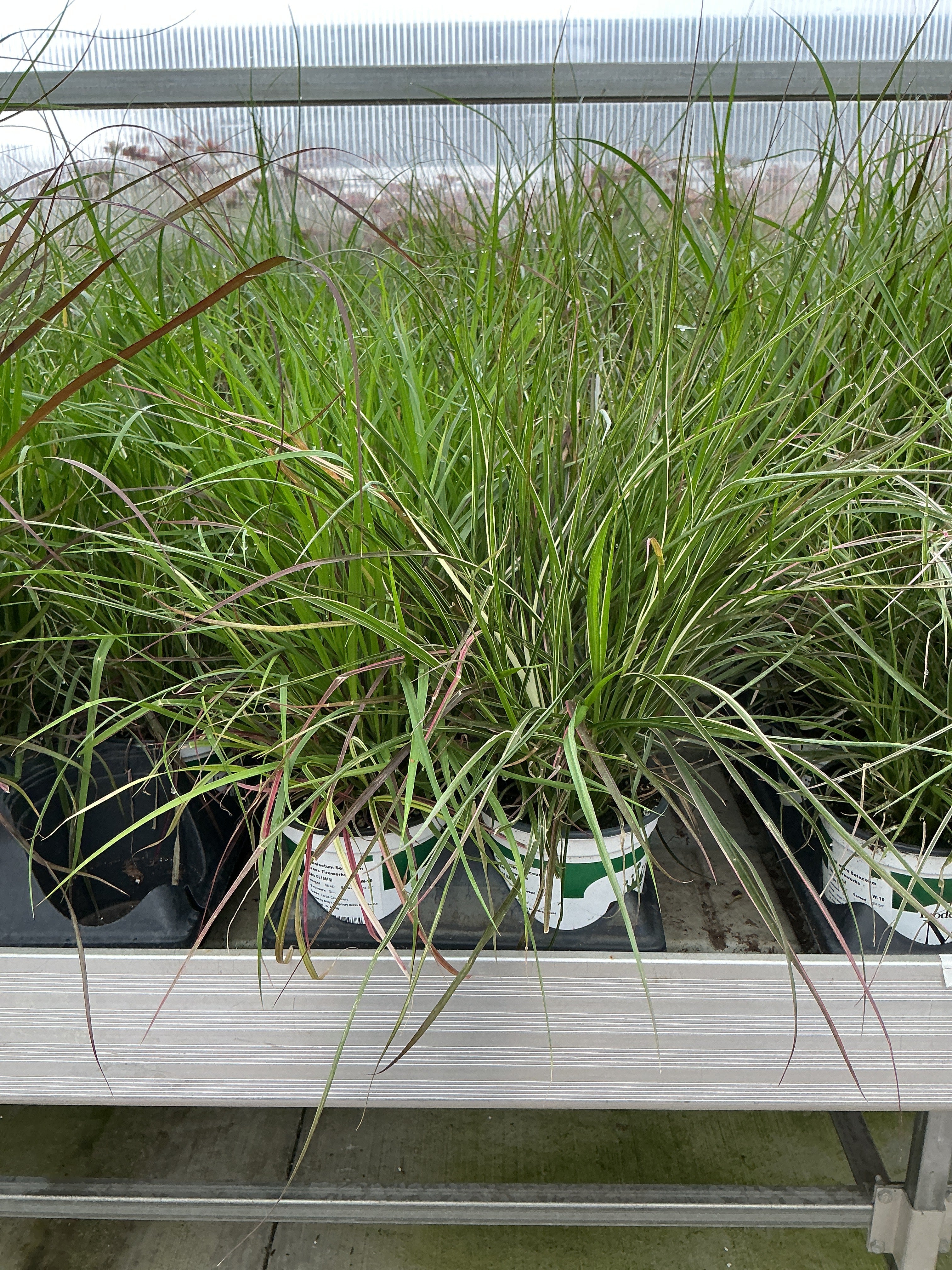 Pennisetum setaceum Fireworks - 5" Premium Thriller Annual