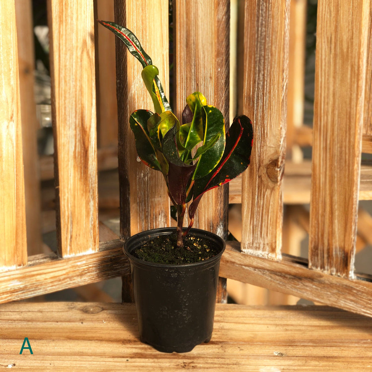 Starter Houseplant (Assorted Varieties) - 3.5" Potted Houseplant