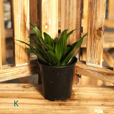 Starter Houseplant (Assorted Varieties) - 3.5" Potted Houseplant