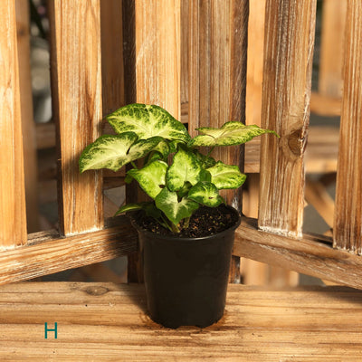 Starter Houseplant (Assorted Varieties) - 3.5" Potted Houseplant
