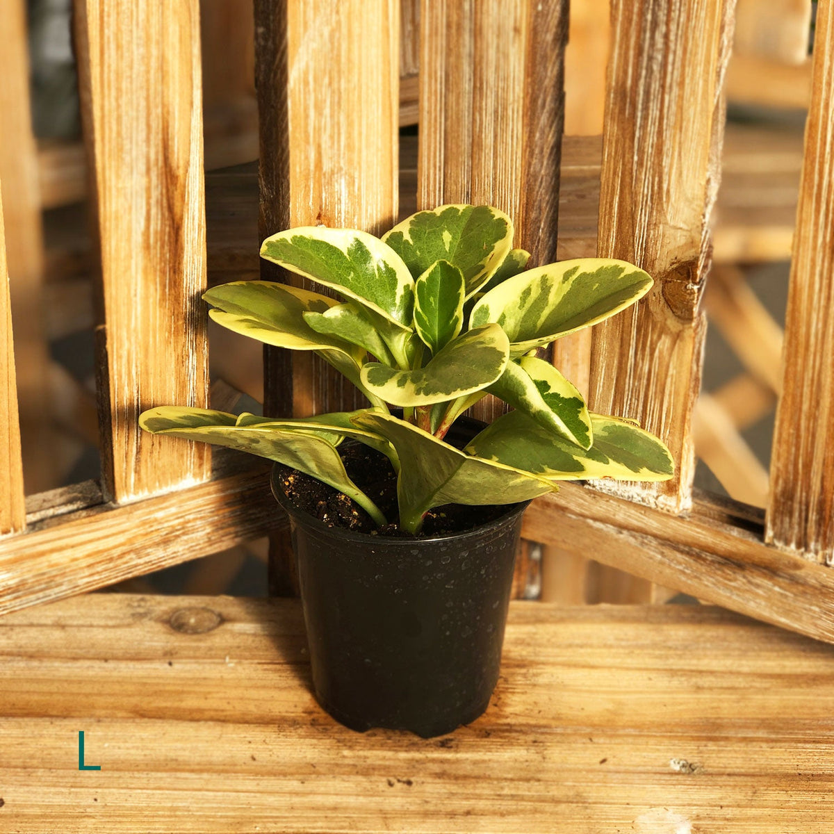 Starter Houseplant (Assorted Varieties) - 3.5" Potted Houseplant