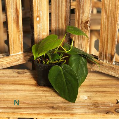 Starter Houseplant (Assorted Varieties) - 3.5" Potted Houseplant