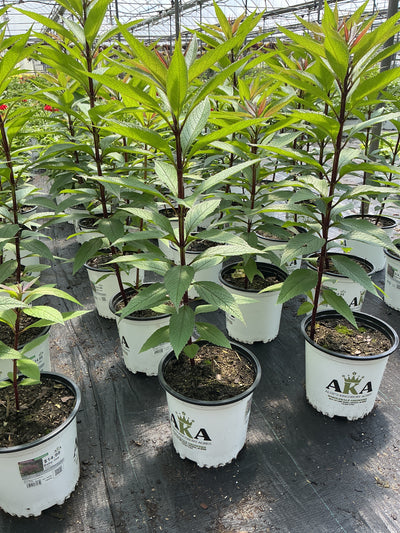 Eupatorium Boneset Baby Joe