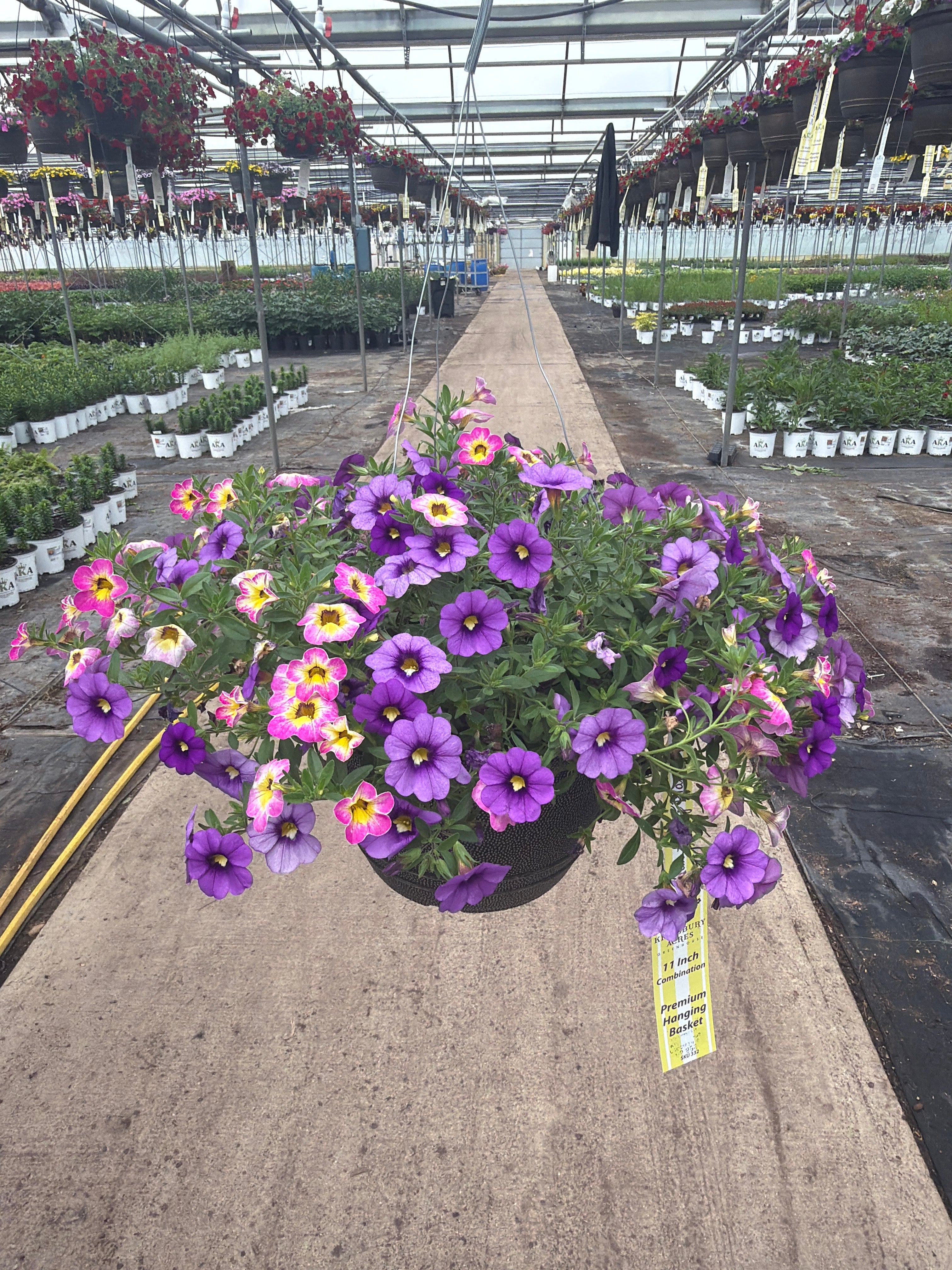 214 Calibrachoa Pretty Pastels - 11" Hanging Basket