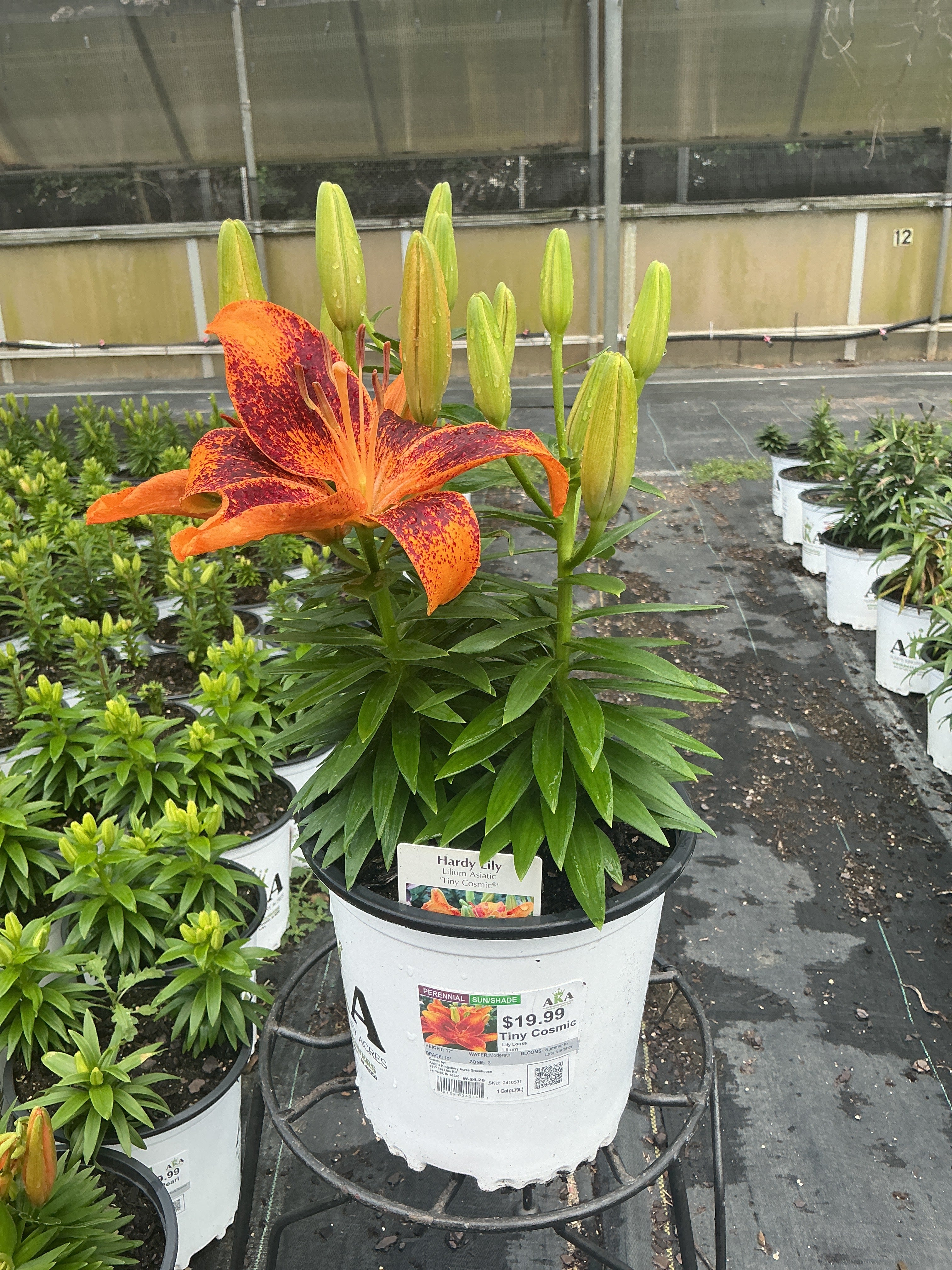 Lilium Lily Lily Looks Tiny Cosmic