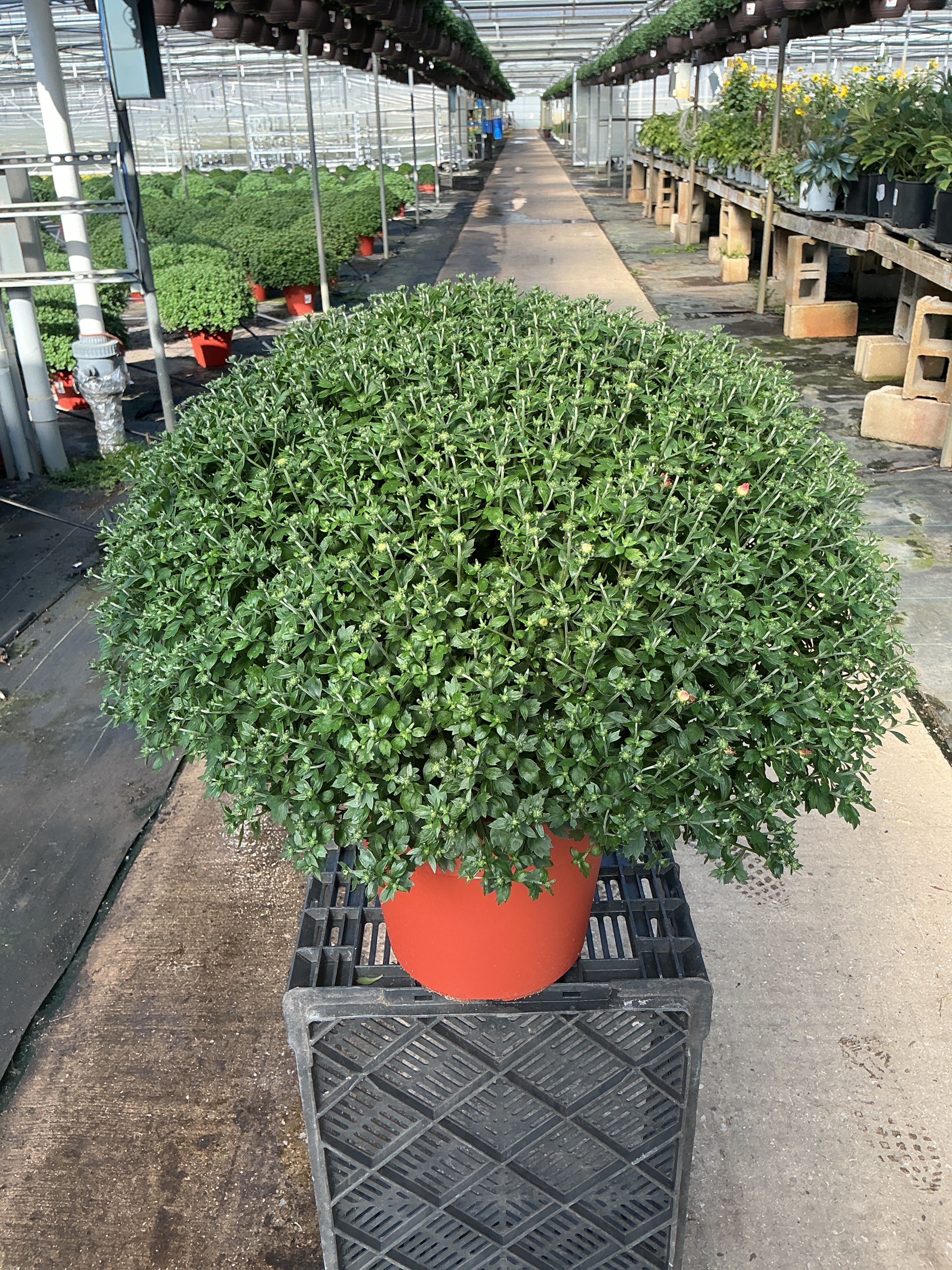 Jacqueline Tricolor (Mix 3) - 12" Deco Pot Garden Mum