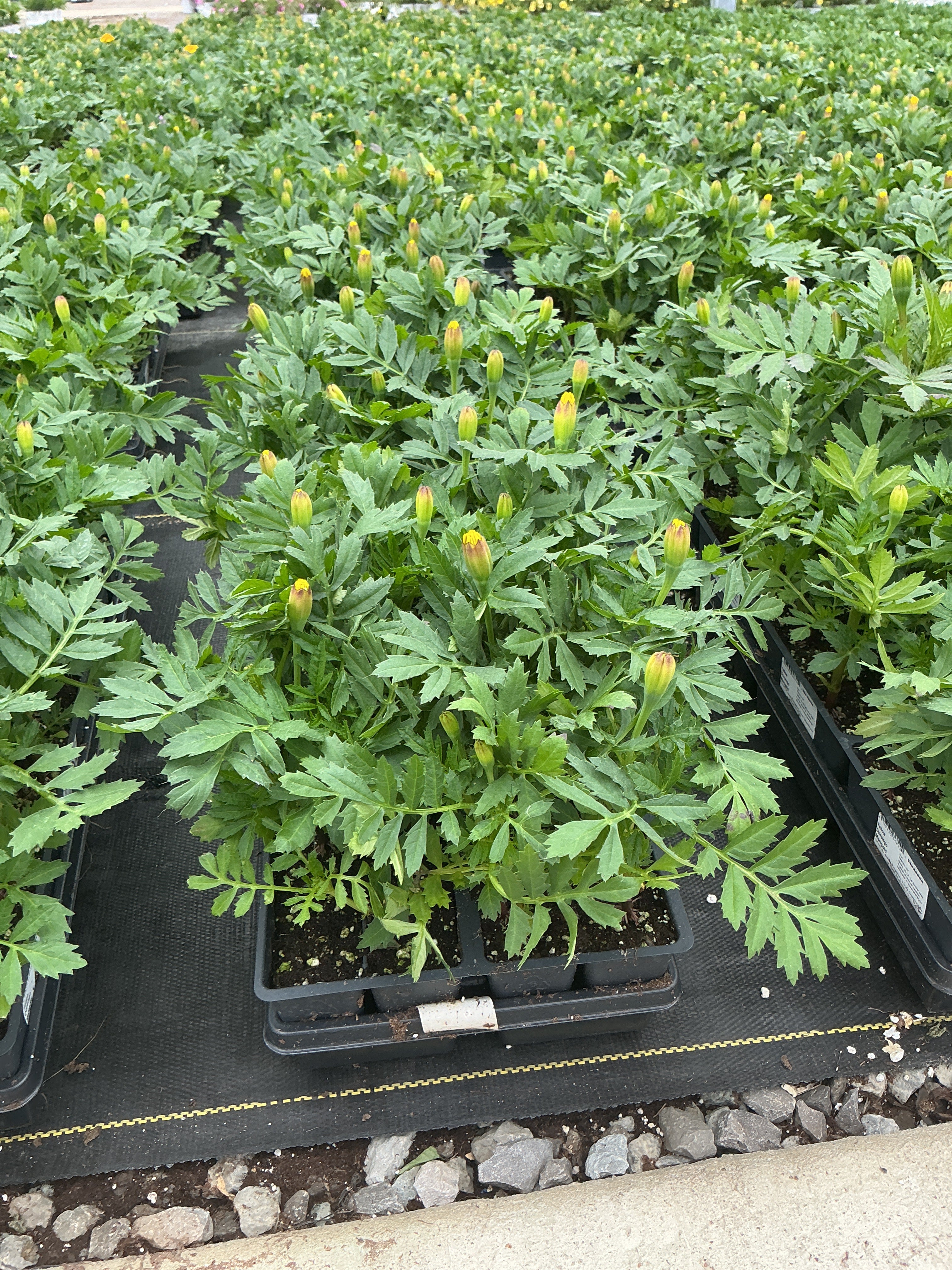 Marigold Durango Yellow - 4 Pack Annual