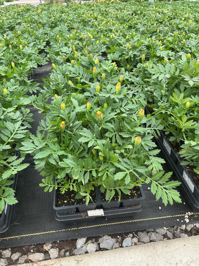 Marigold Durango Yellow - 4 Pack Annual