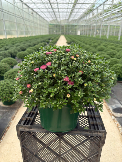 Debbie Hot Pink - 9"x6" Potted Garden Mum