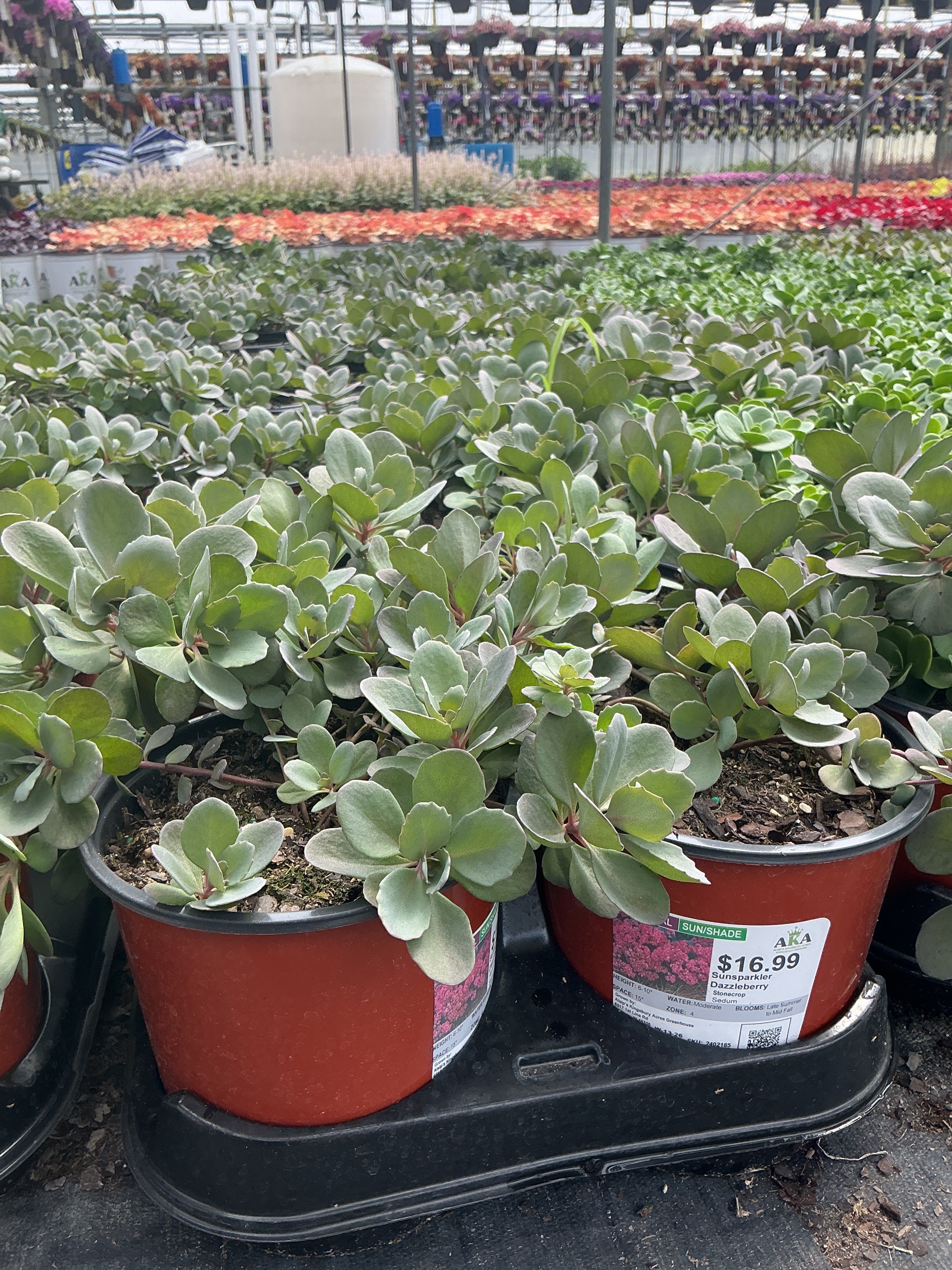 Sedum Stonecrop Sunsparkler Dazzleberry - 6" Perennial