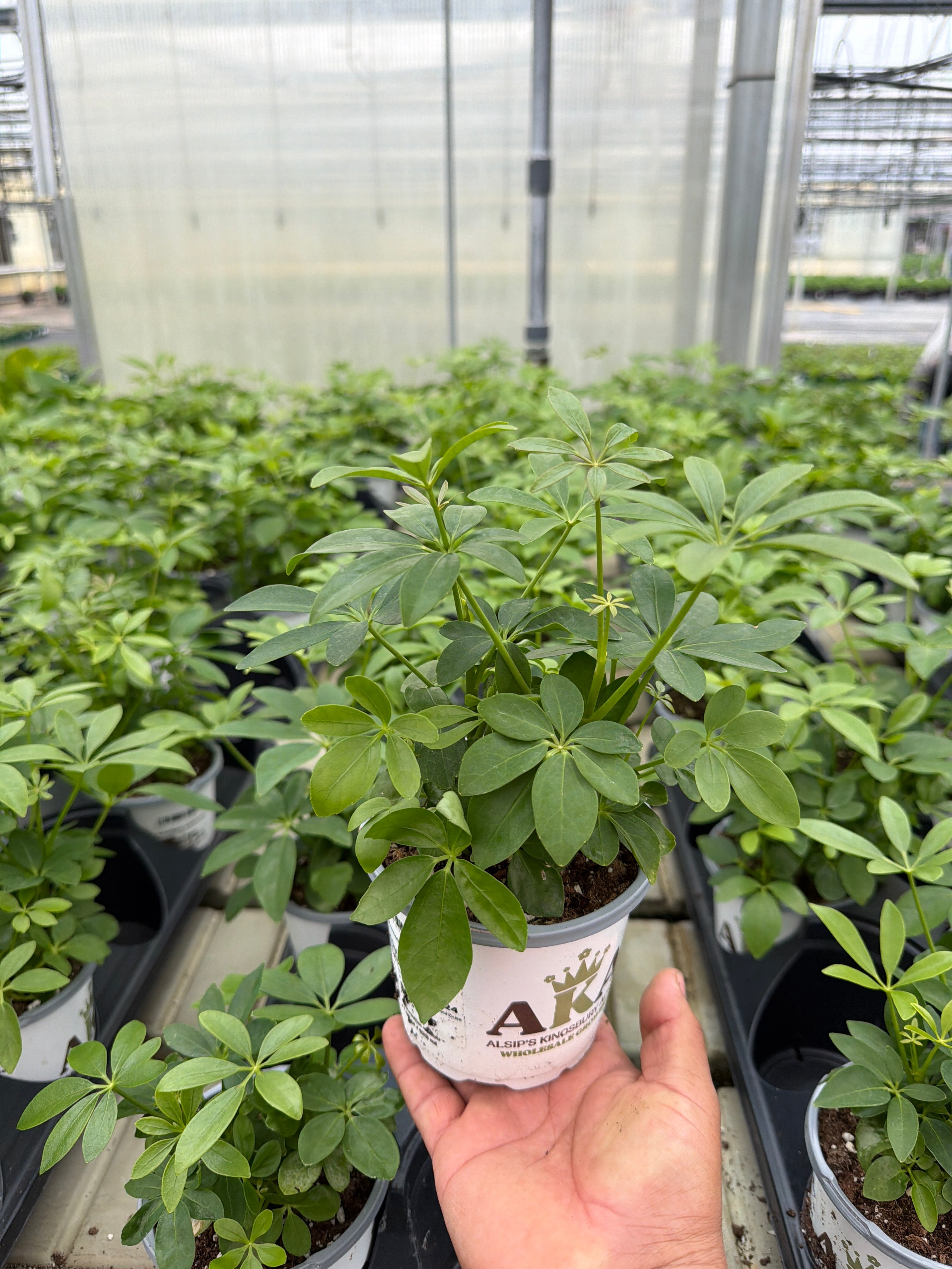 Dwarf Umbrella Tree - Schefflera arboricola - 4" Pot