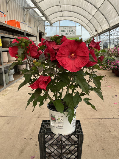 Hibiscus Rose Mallow Summerific Valentines Crush