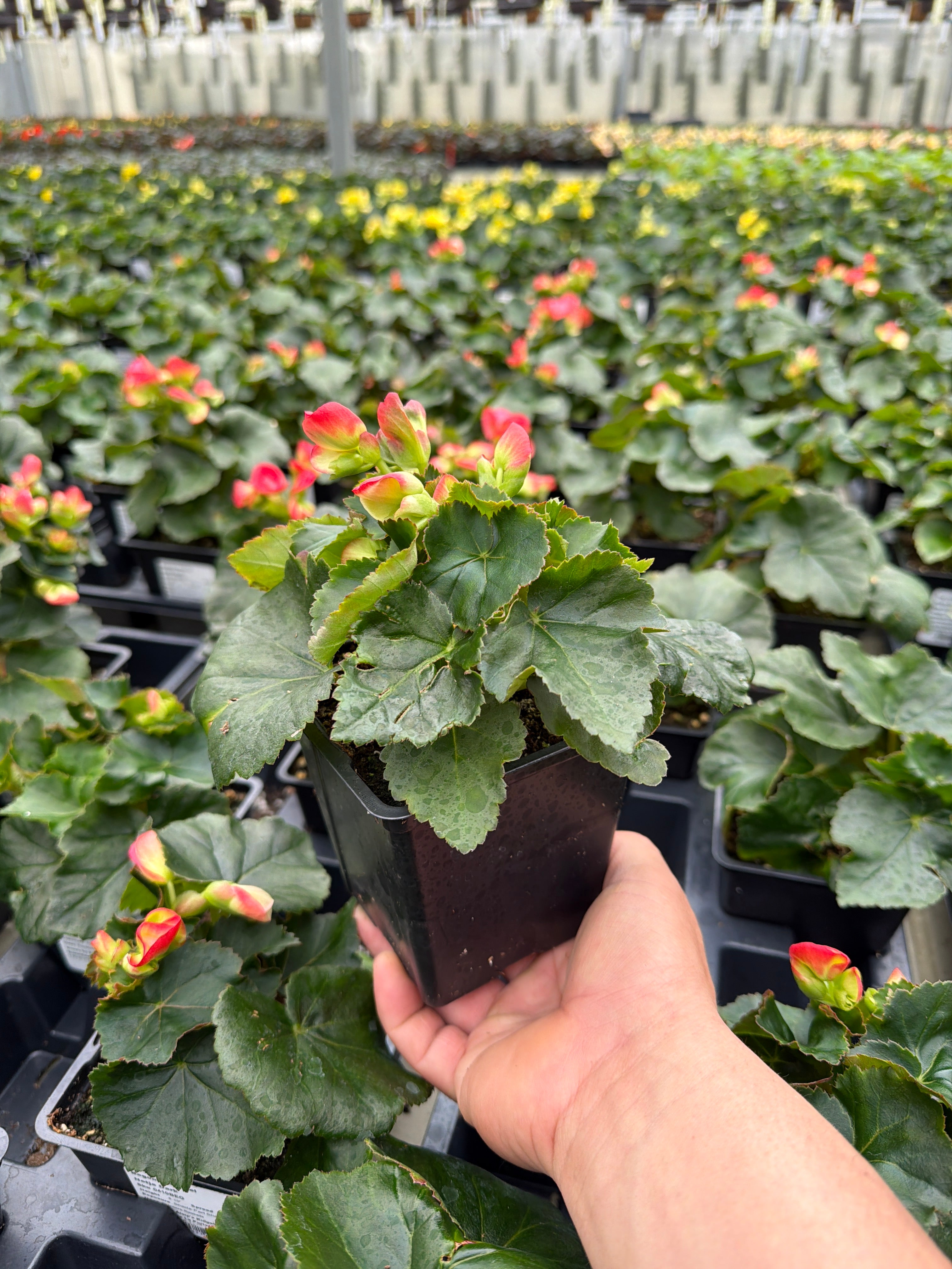 Begonia Amstel Netja Dark - 4.5" Potted Begonia