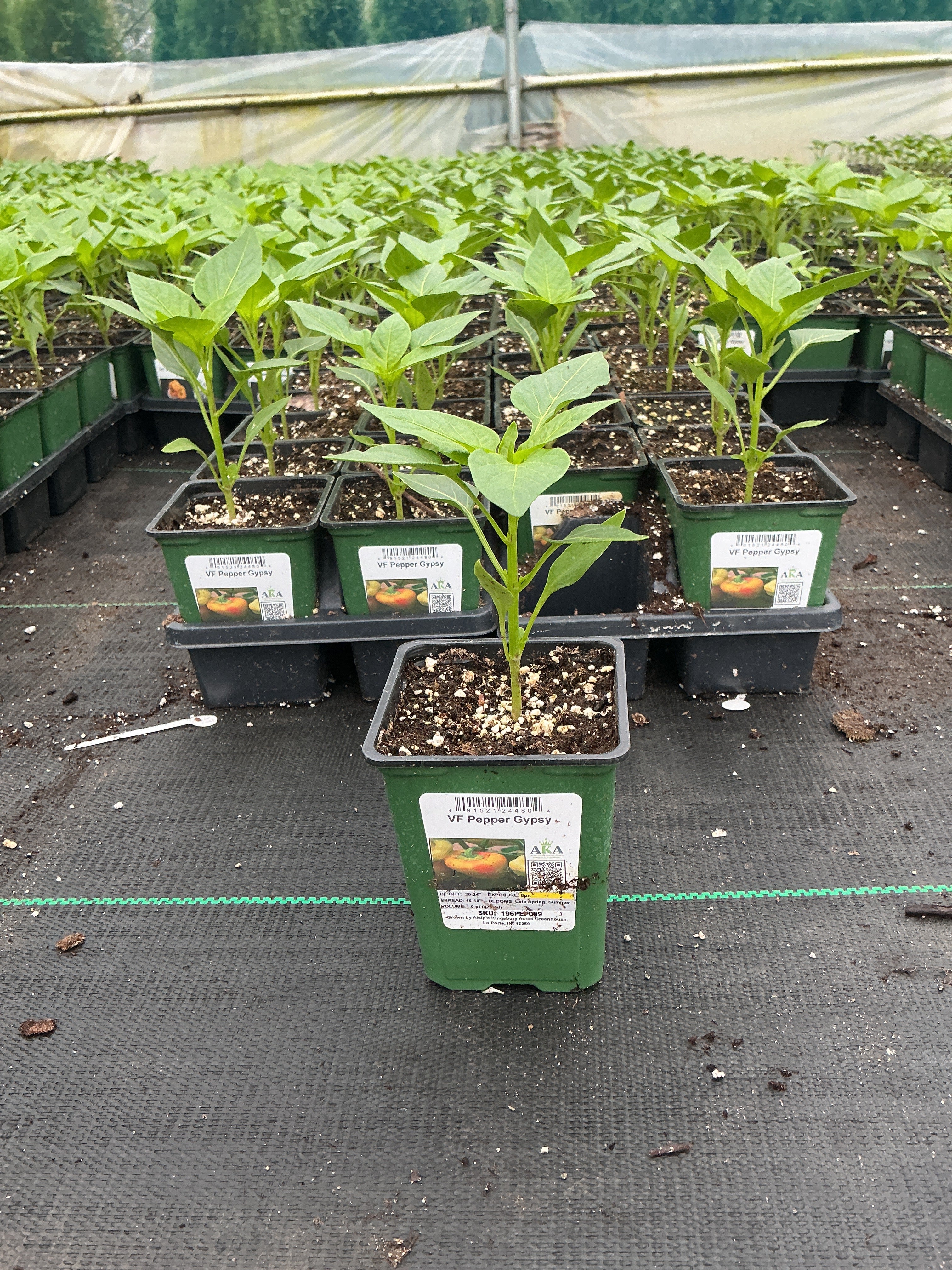 Pepper Gypsy - 4" Potted Vegetable