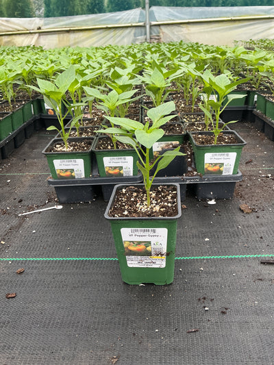 Pepper Gypsy - 4" Potted Vegetable