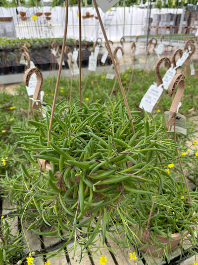 Senecio radicans String of Bananas - 4" Succulents