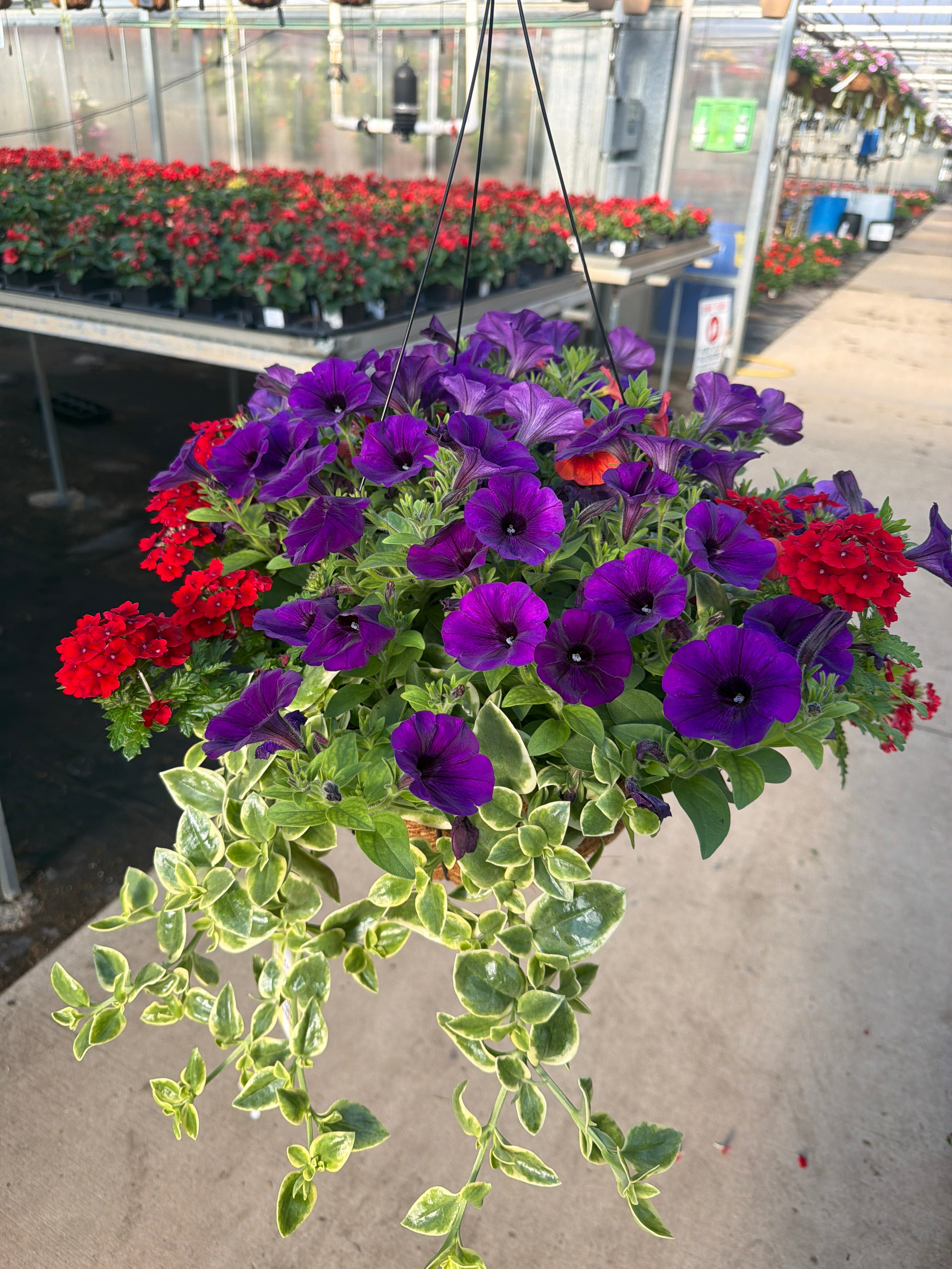 401 Hot Flair - 12" Coco Hanging Basket