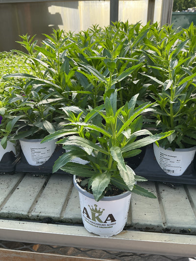 Angelonia ArchAngel White - 4.33" Premium Annual