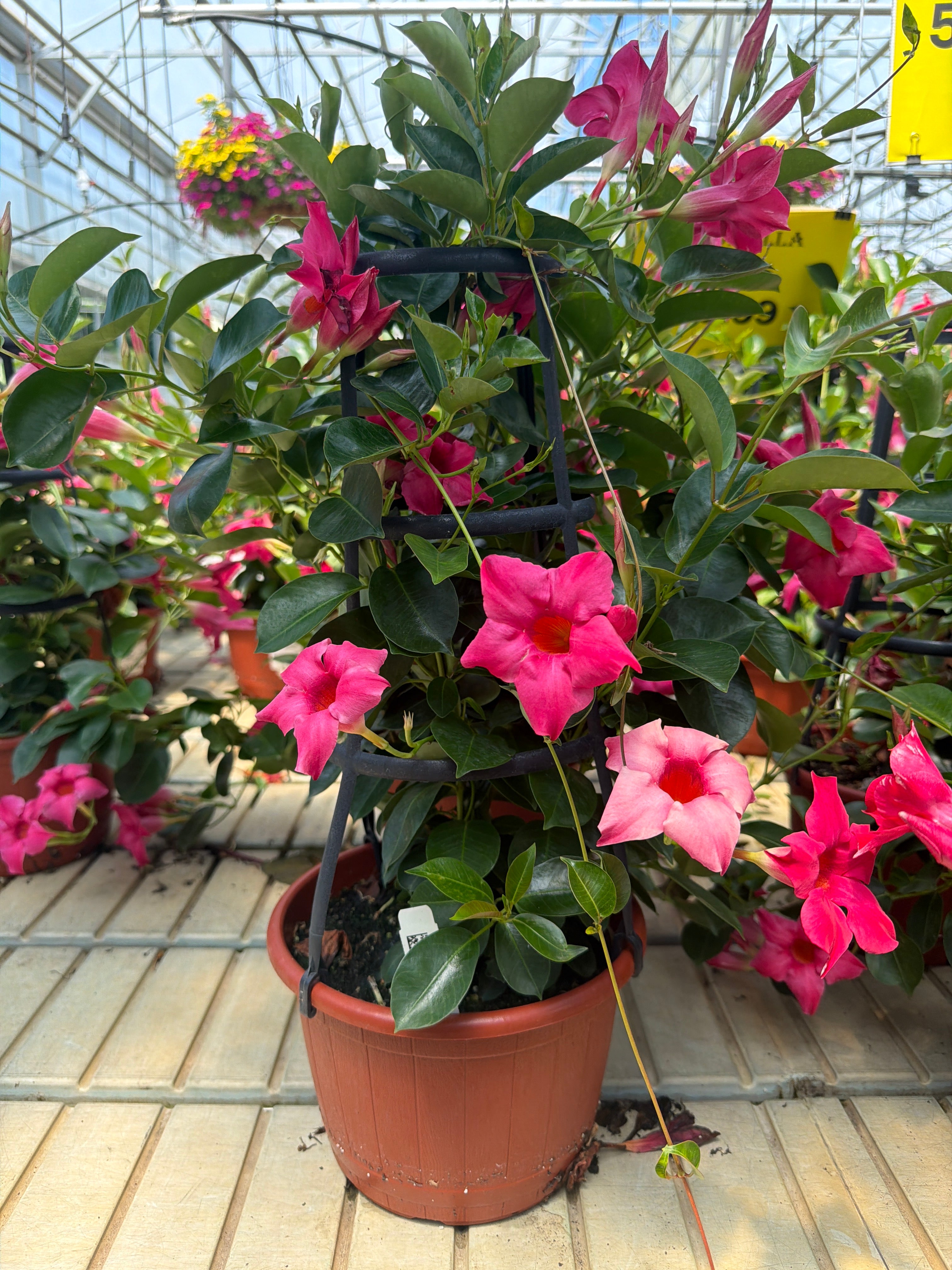 Dipladenia Sun Parasol Original Pink