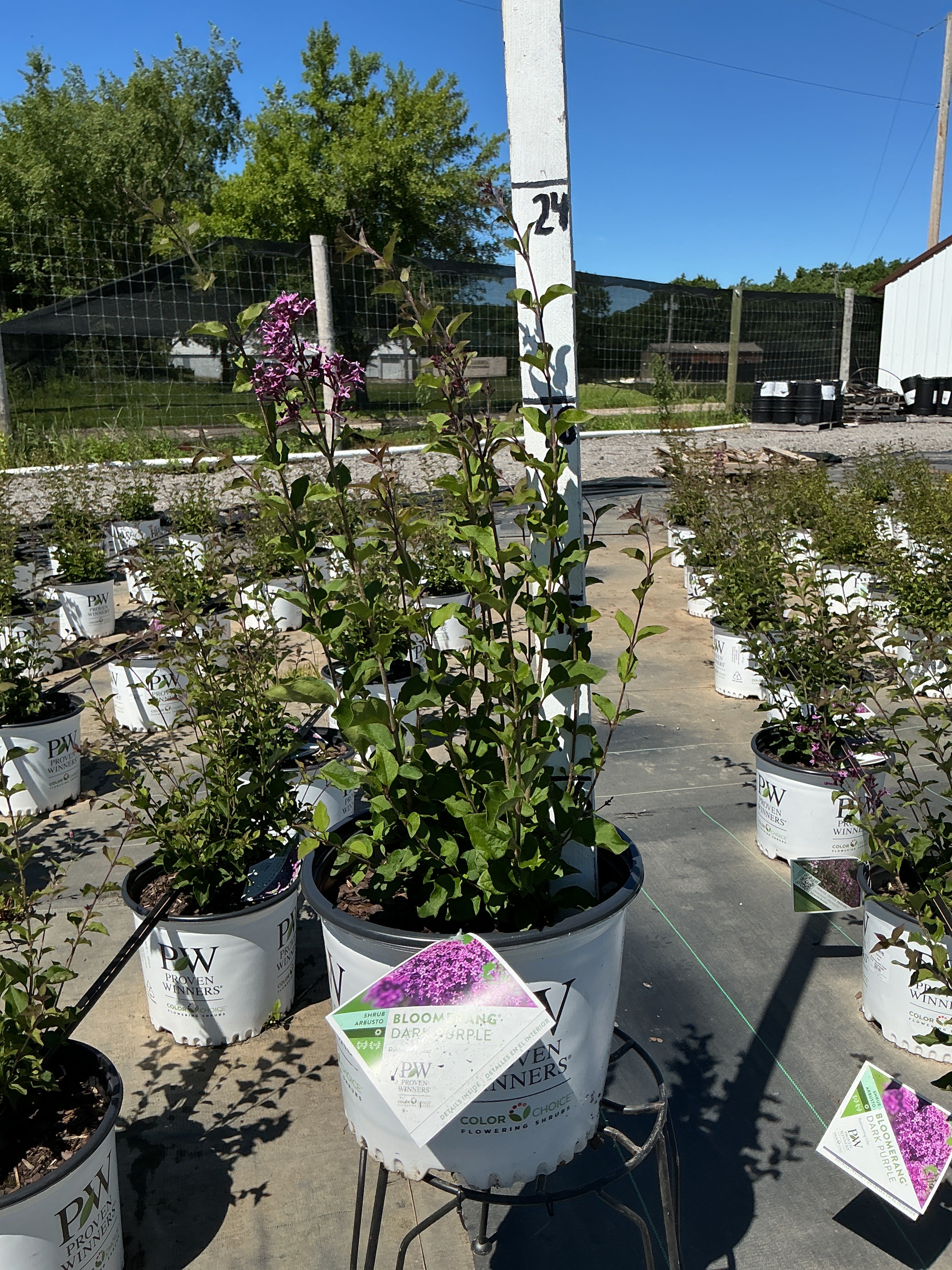 Syringa Bloomerang Dark Purple