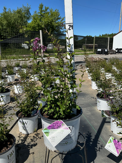 Syringa Bloomerang Dark Purple