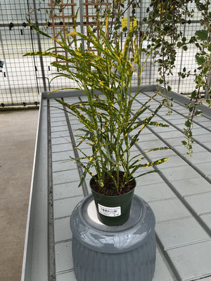 CROTON GOLD DUST NARROW