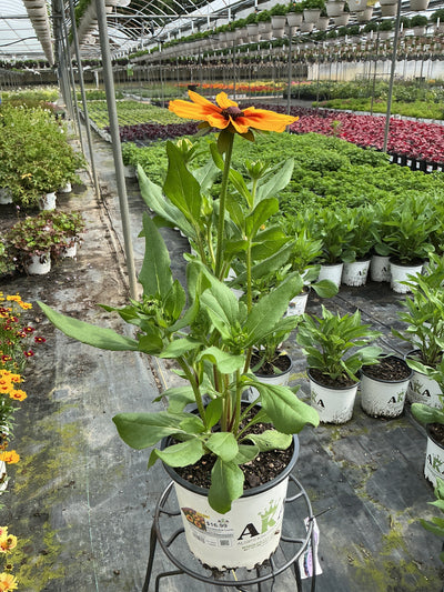 Rudbeckia Black Eyed Susan Sunbeckia Luna