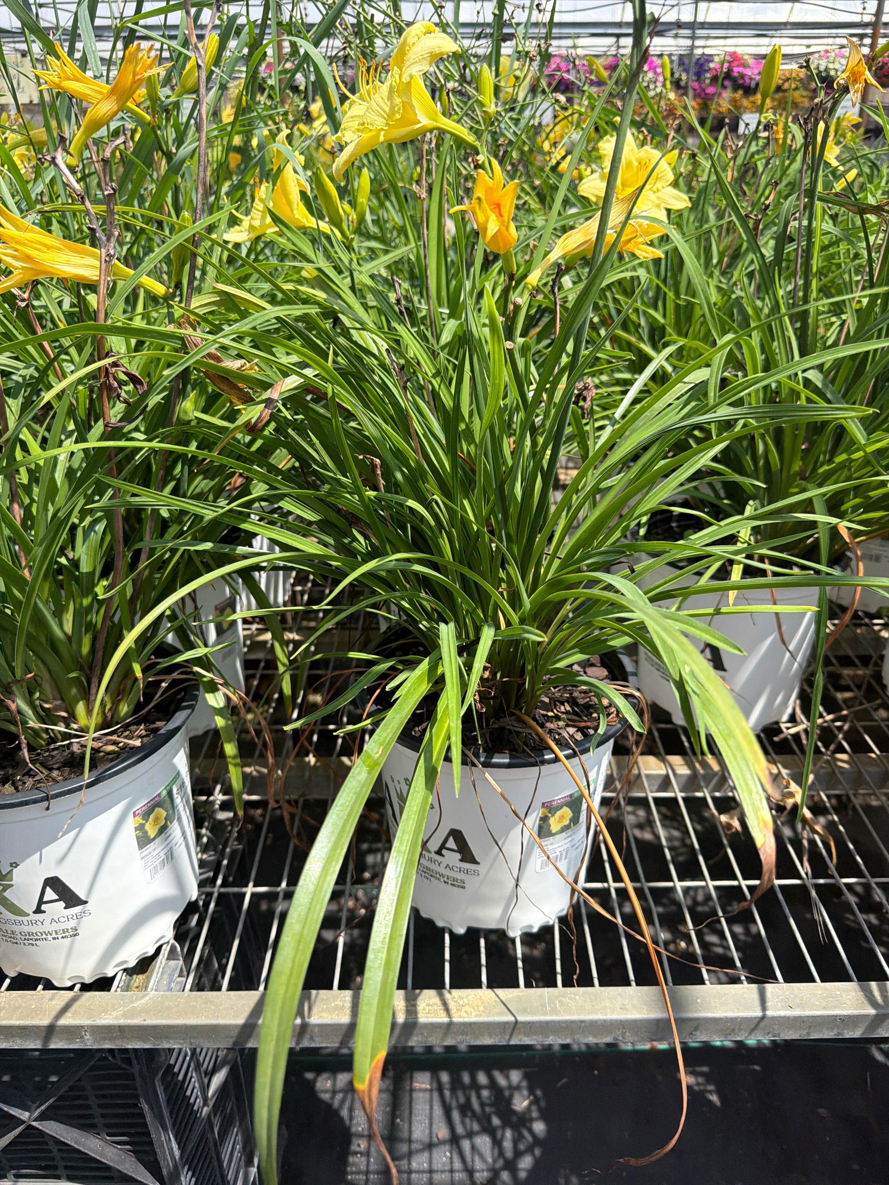 Hemerocallis Daylily Fragrant Returns