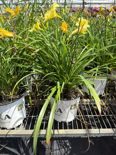 Hemerocallis Daylily Fragrant Returns