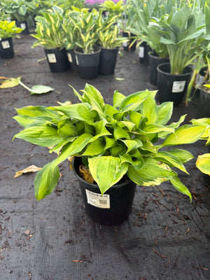 Hosta Plantain Lily Captain's Adventure