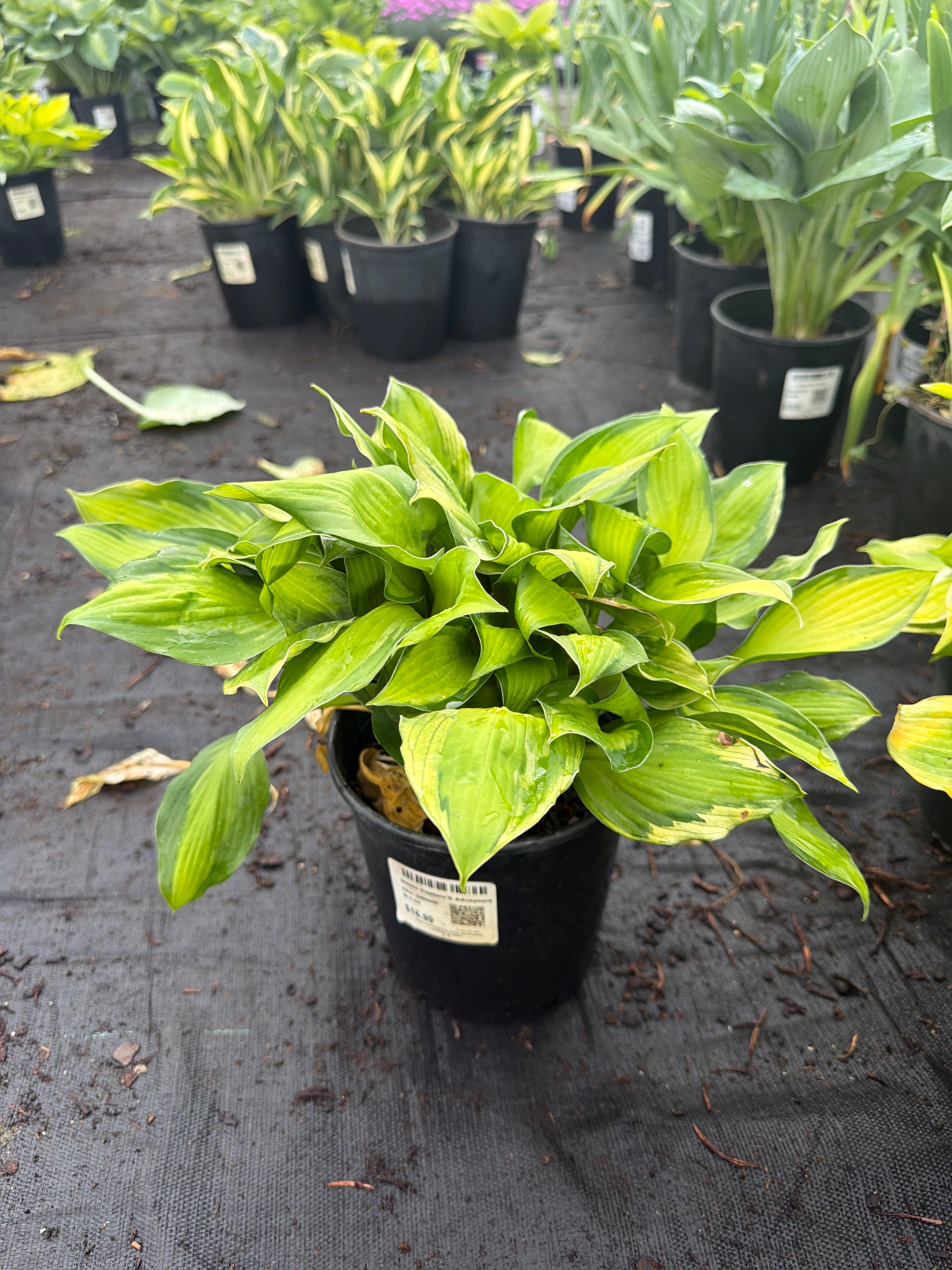 Hosta Plantain Lily Captain's Adventure