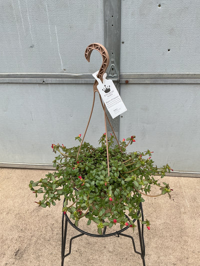 Portulaca Cupcake Strawberry Banana - 8" Hanging Basket