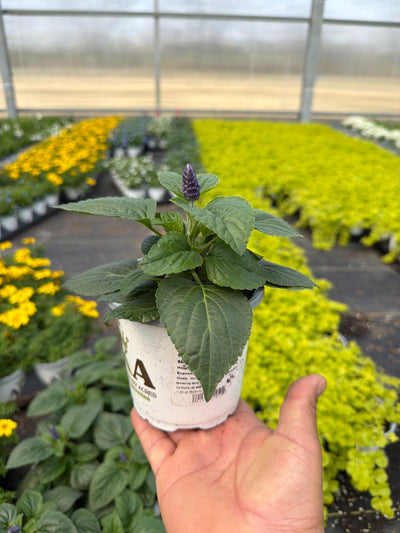 Salvia Mysty - 4.33" Premium Annual