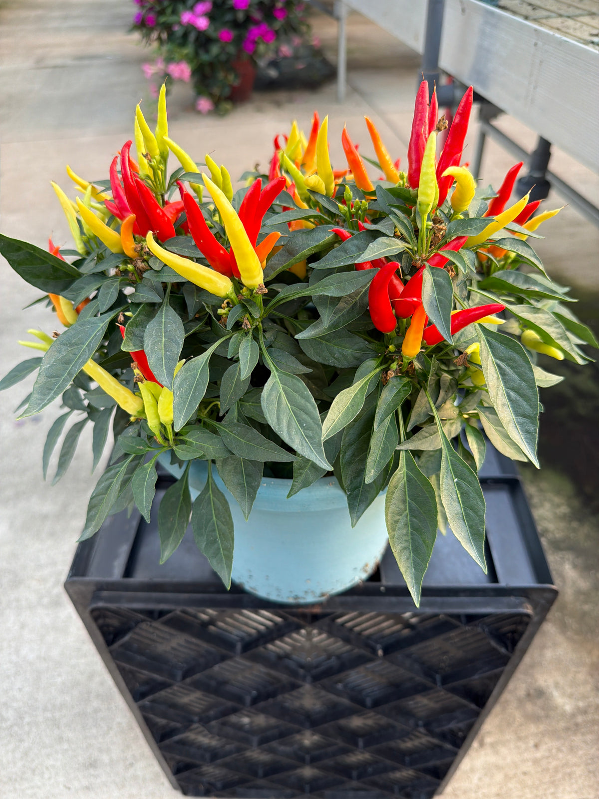 Chilly Chili Ornamental Pepper - 8" Fall Annuals