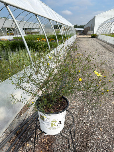 Coreopsis Tickseed Moonbeam