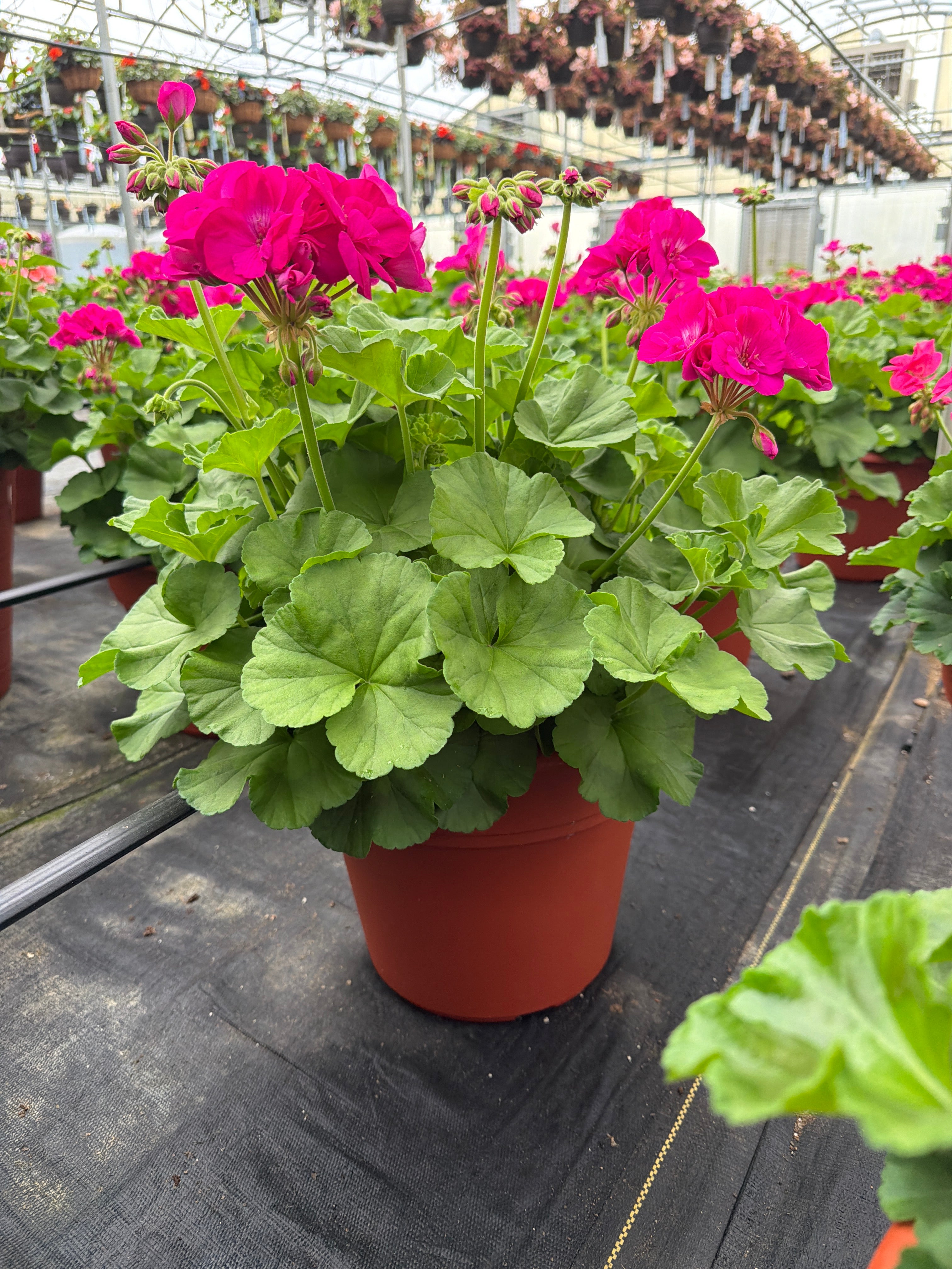 Geranium Dynamo Purple - 12" Planter