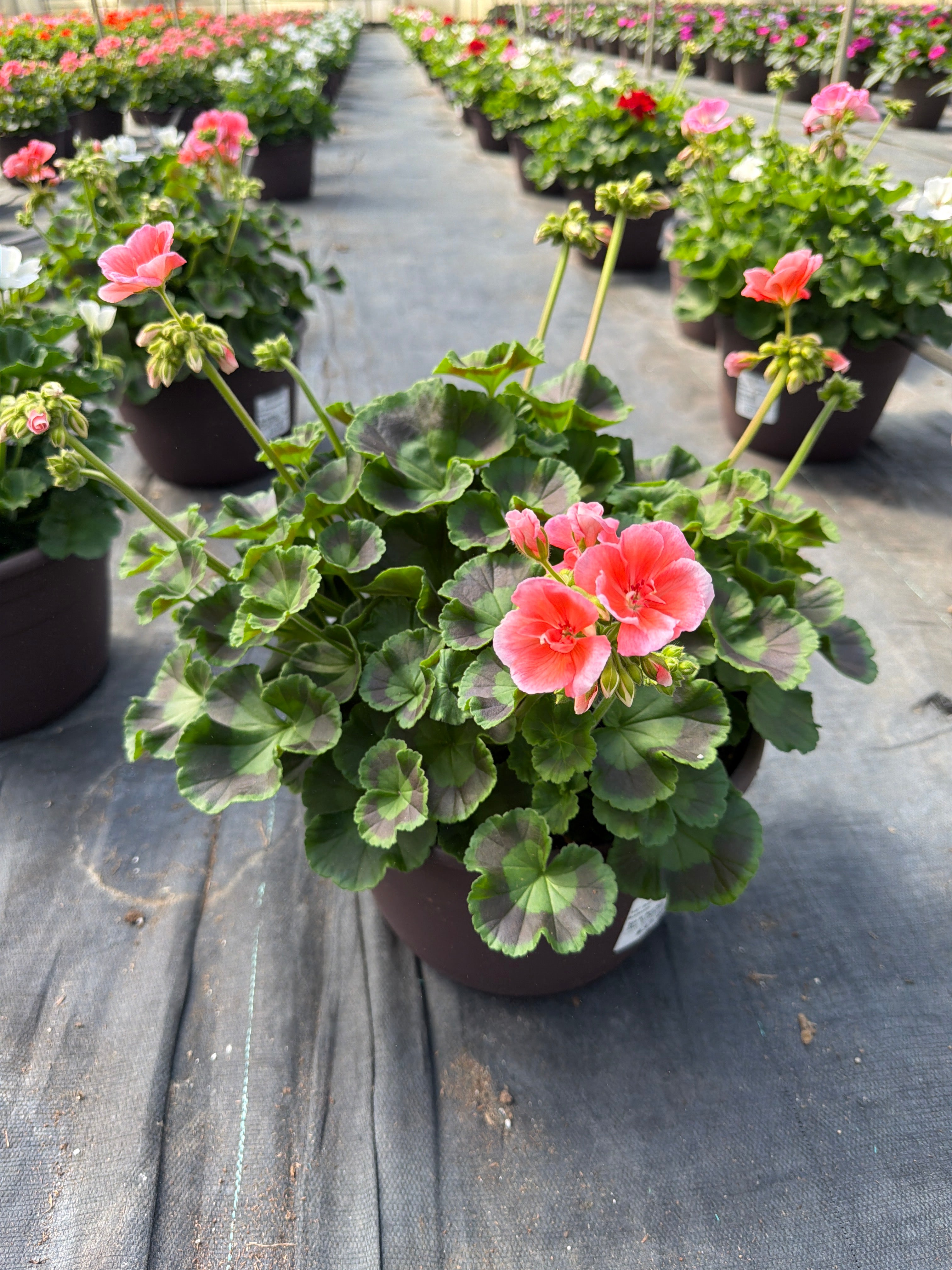 Geranium Dynamo Salmon - 10" Planter