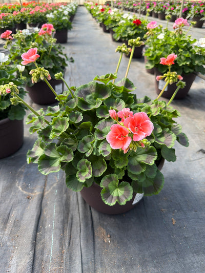 Geranium Dynamo Salmon - 10" Planter