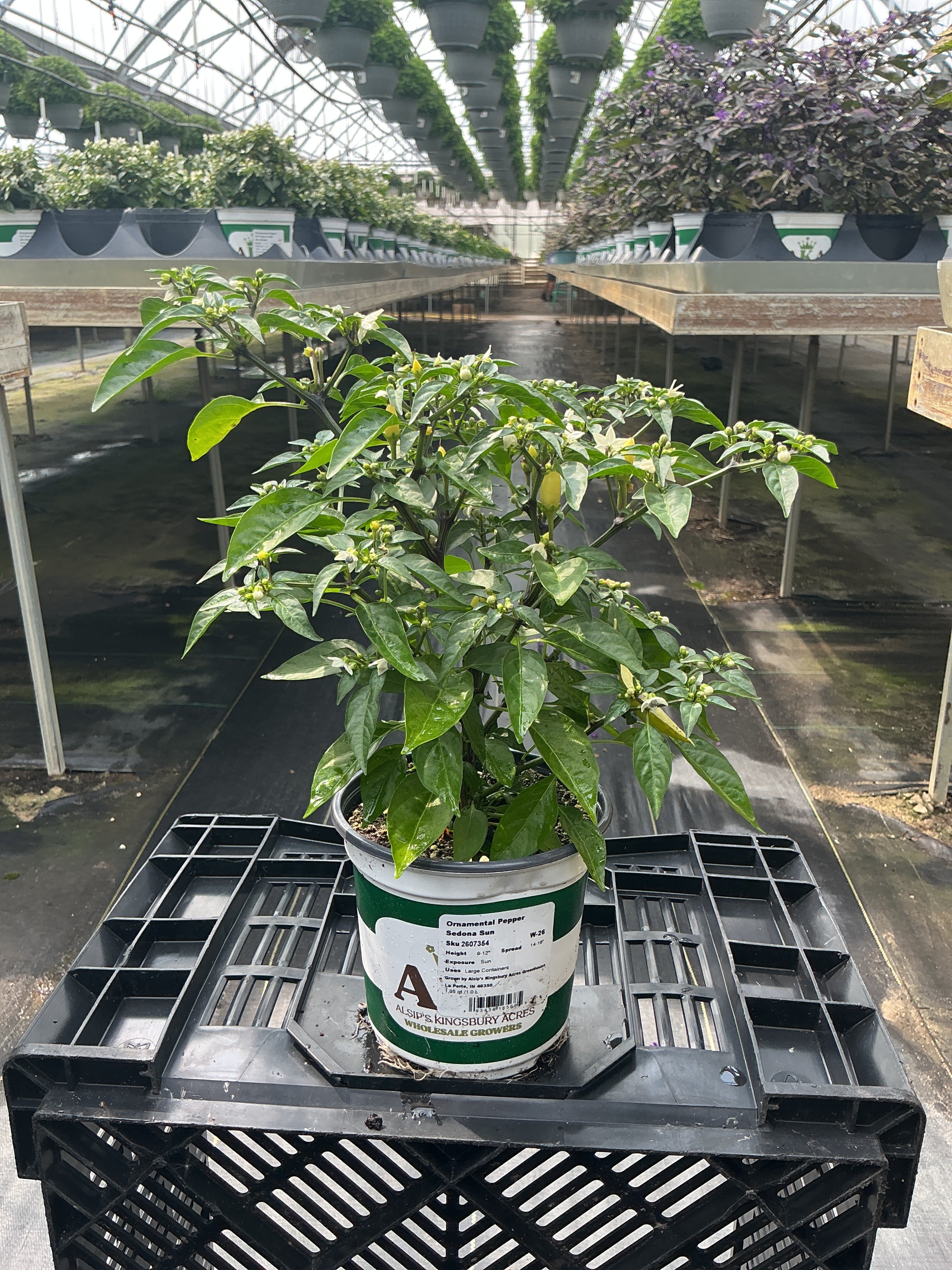 Sedona Sun Ornamental Pepper - 5" Fall Annuals