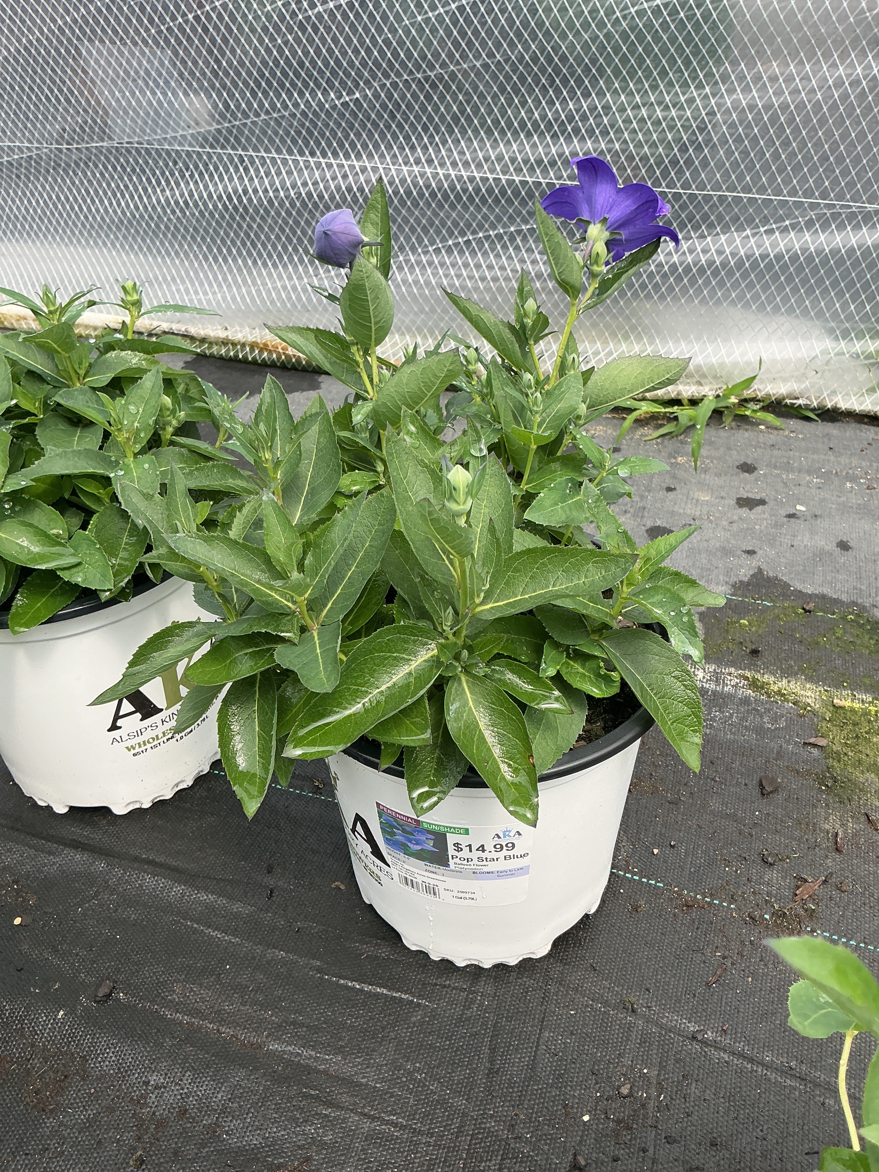 Platycodon Balloon Flower Pop Star Blue