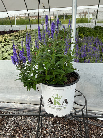 Veronica Speedwell Royal Candles