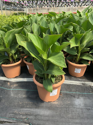 Canna Cannova Rose Dark  Bud - 8" Planter