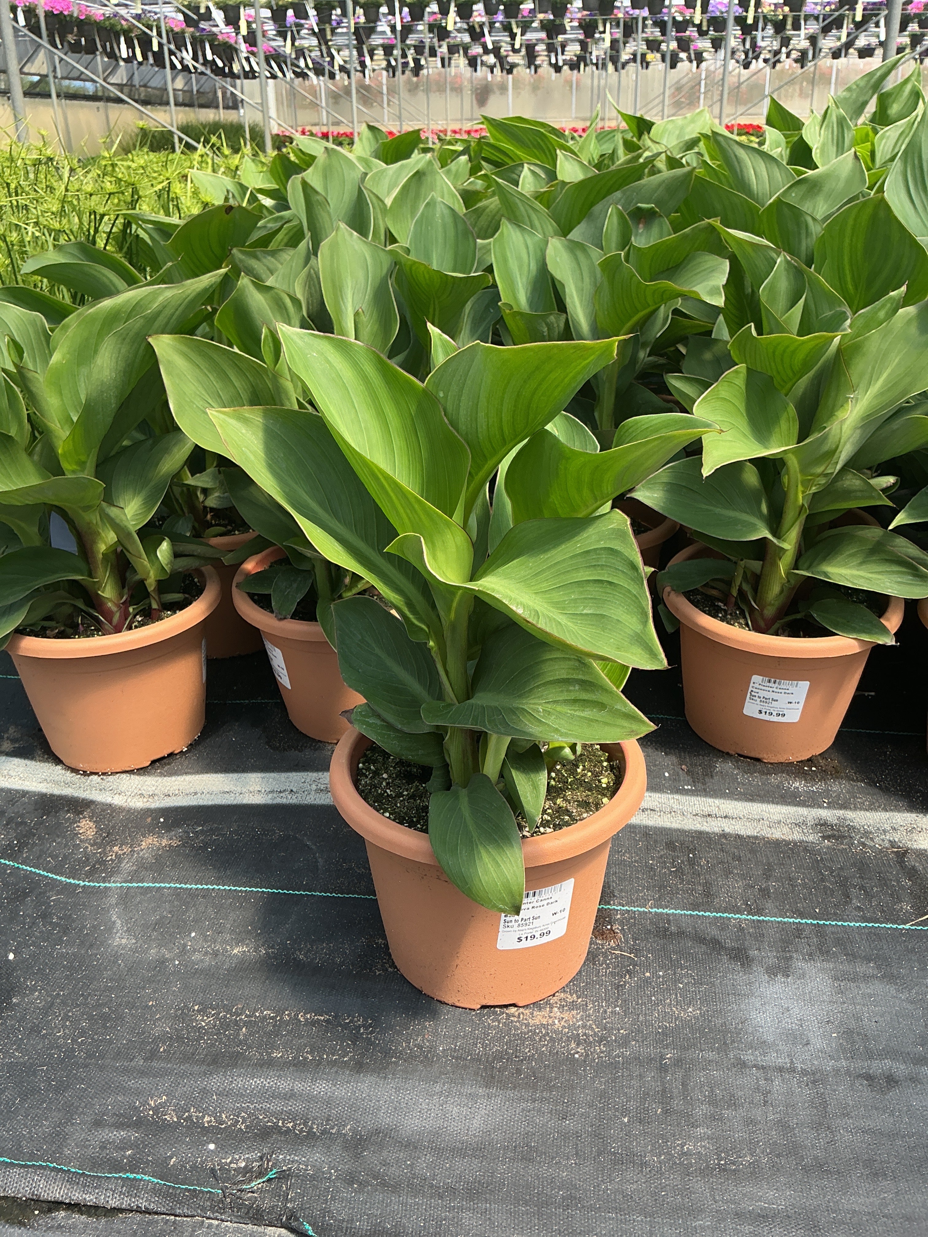 Canna Cannova Rose Dark  Bud - 8" Planter