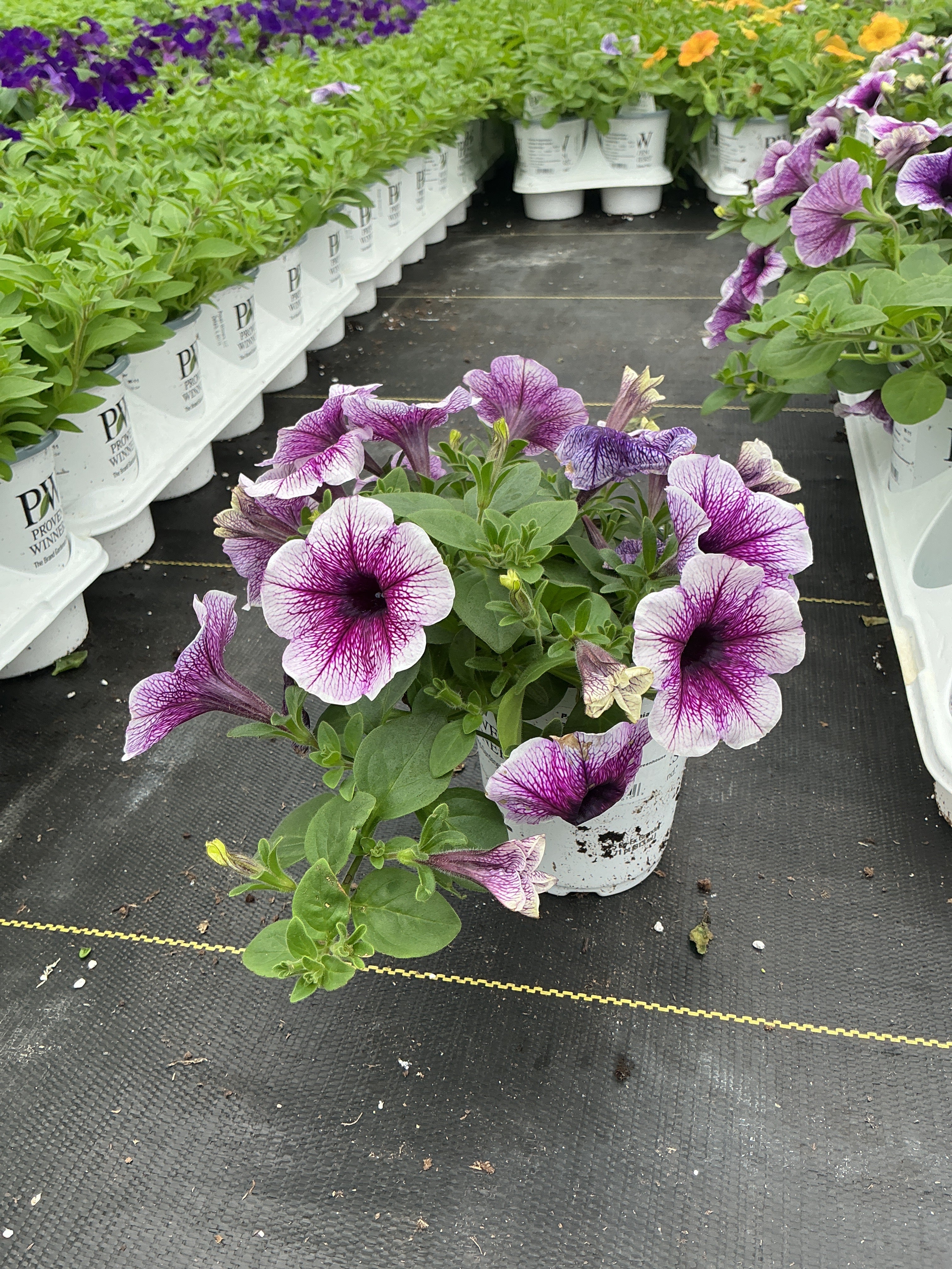 Petunia Supertunia Bordeaux - 4.25" Proven Winners Annual