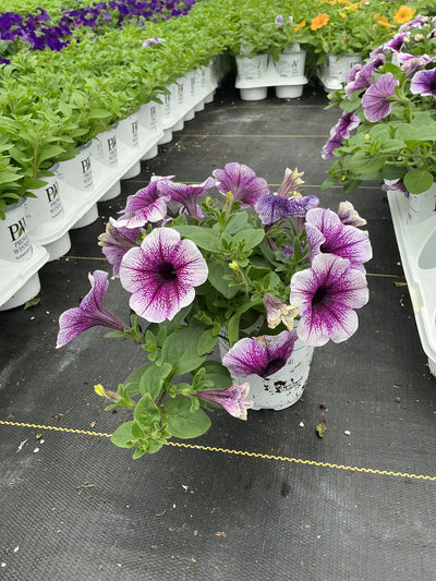 Petunia Supertunia Bordeaux - 4.25" Proven Winners Annual