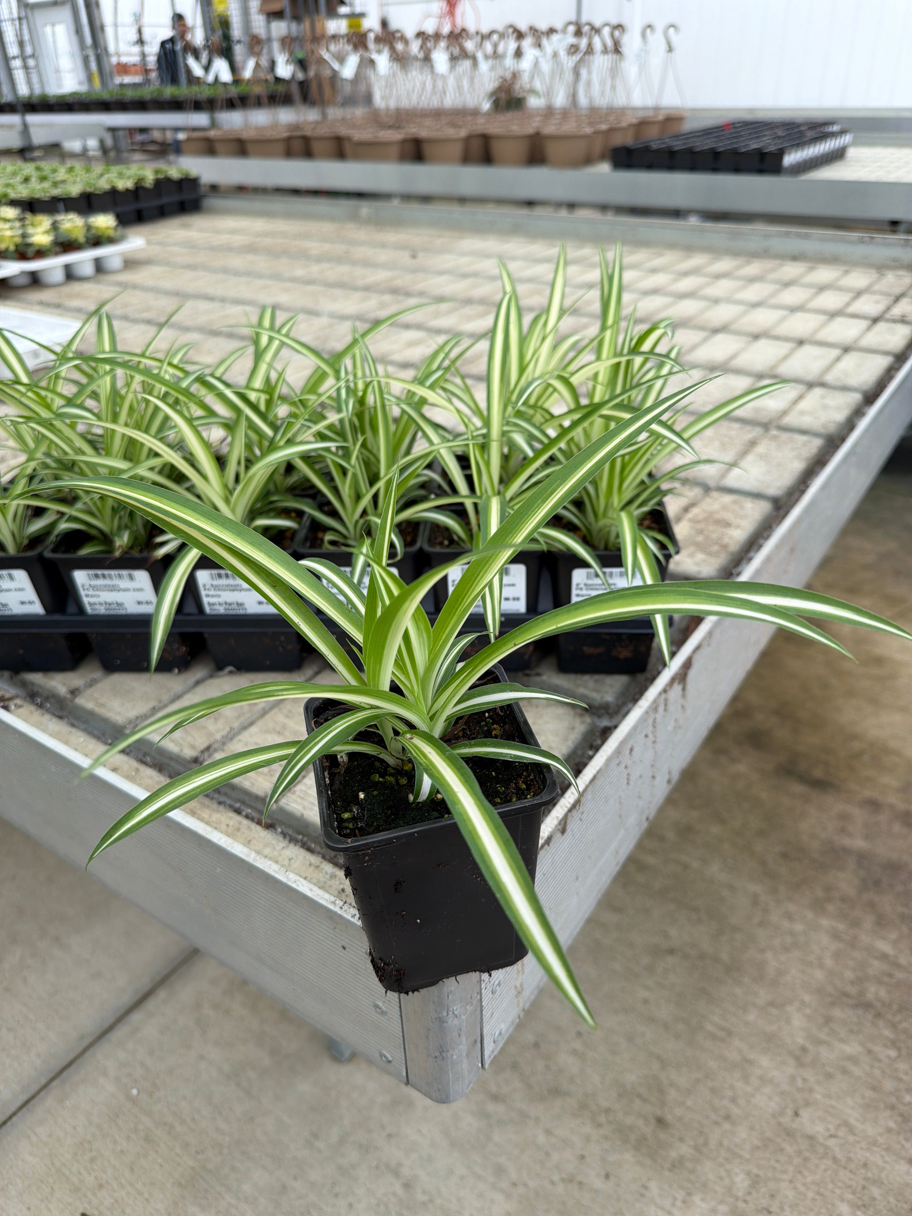 Chlorophytum com Maria - 4" Houseplants