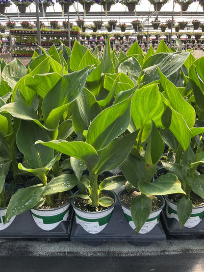 Canna Cannova Yellow - 5" Premium Thriller Annual