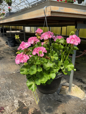 Geranium Dynamo Pink Light - 11" Hanging Basket