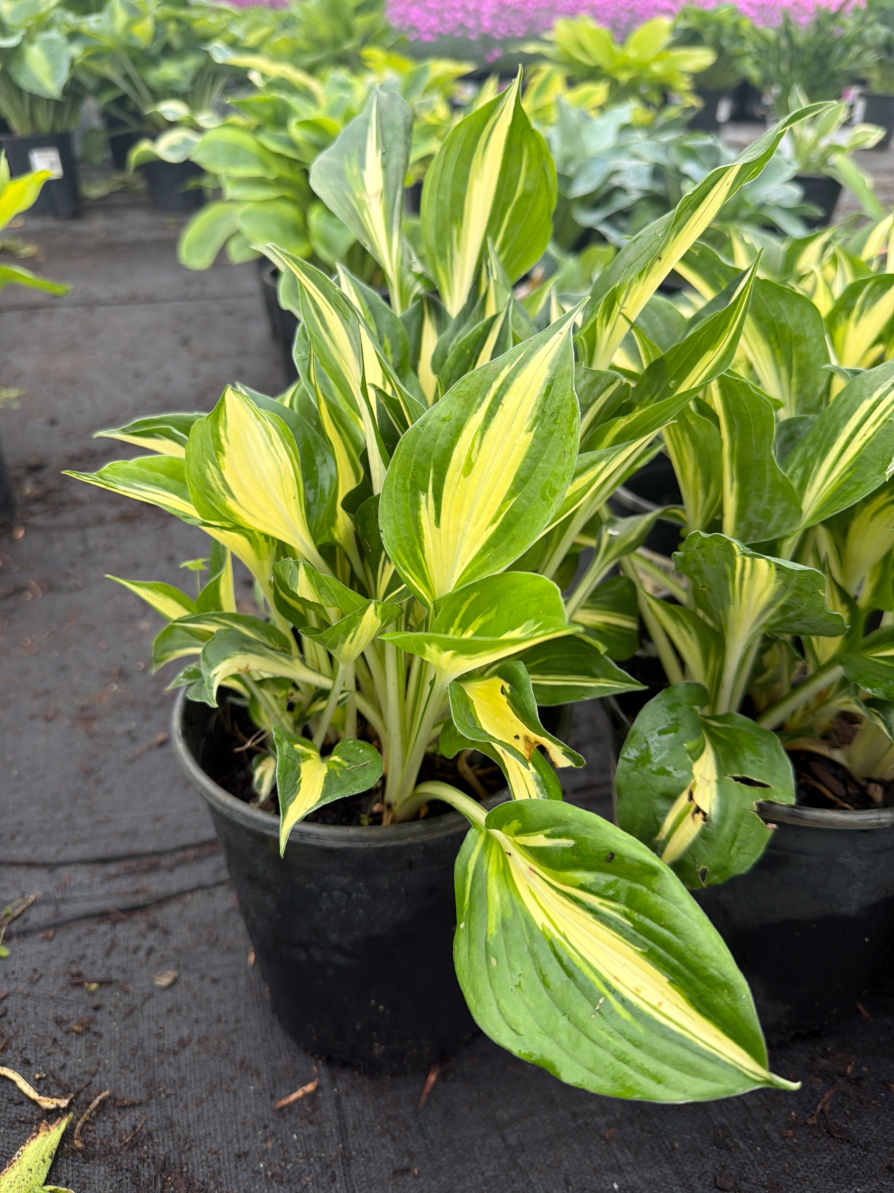 Hosta Plantain Lily Sting